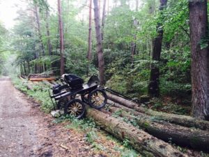 kutsche-wald